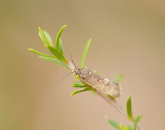 Leistomorpha brontoscopa
