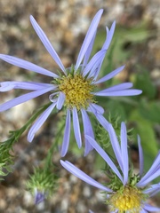 Symphyotrichum anomalum