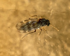 Ceratopogoninae