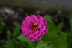 Zinnia elegans