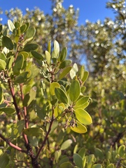 Arctostaphylos manzanita