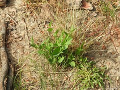 Aristolochia paucinervis