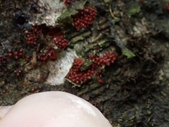Nectriaceae