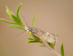 Leistomorpha brontoscopa