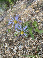Symphyotrichum anomalum