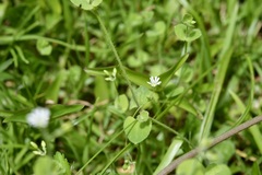Drymaria villosa
