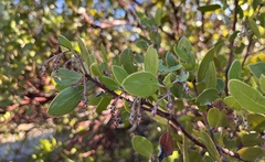 Arctostaphylos manzanita