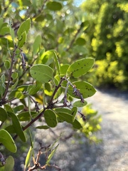 Arctostaphylos manzanita
