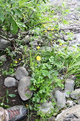 Ranunculus turneri