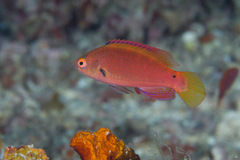 Cirrhilabrus punctatus