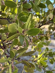 Arctostaphylos manzanita