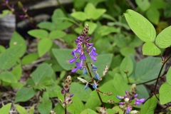 Desmodium pringlei