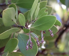 Arctostaphylos manzanita