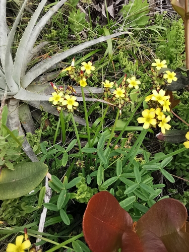 Oxalis tortuosa (Oxalis tortuosa)