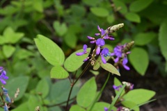 Desmodium pringlei