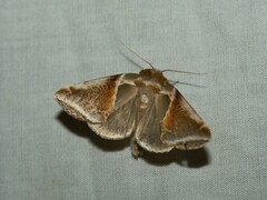 Habrosyne pyritoides