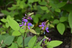 Desmodium pringlei