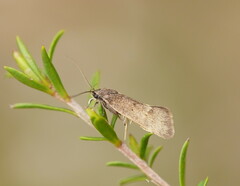 Leistomorpha brontoscopa