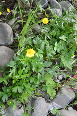 Ranunculus turneri