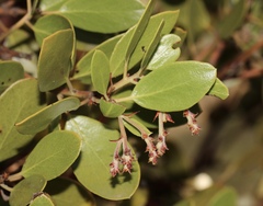 Arctostaphylos manzanita