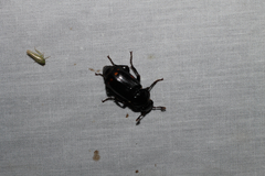 Nicrophorus pustulatus