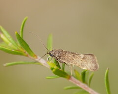 Leistomorpha brontoscopa