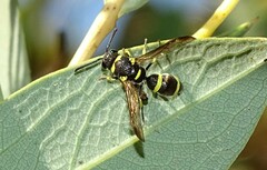 Parancistrocerus declivatus