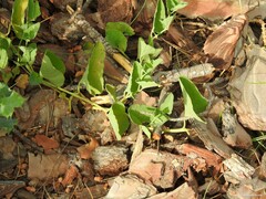 Aristolochia paucinervis
