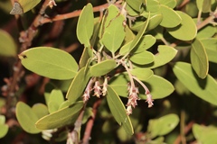 Arctostaphylos manzanita