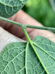 Celtis reticulata