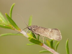 Leistomorpha brontoscopa
