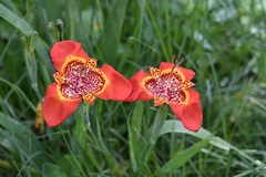 Tigridia pavonia