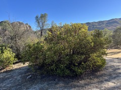 Arctostaphylos manzanita