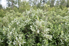 Salix lanata