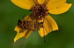 Ochraethes pollinosus