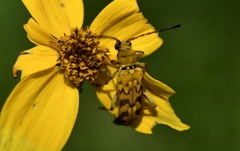 Ochraethes pollinosus