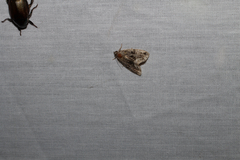 Protodeltote muscosula