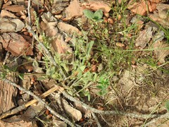 Myosotis discolor