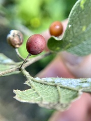 Celtis reticulata