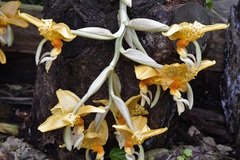 Stanhopea graveolens