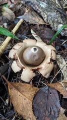 Geastrum triplex