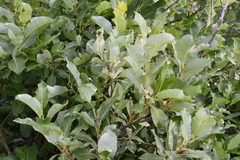 Salix lanata