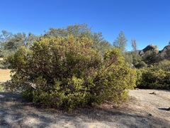 Arctostaphylos manzanita