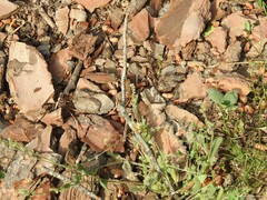 Myosotis discolor