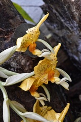 Stanhopea graveolens