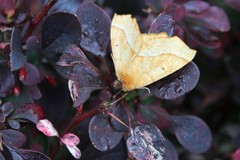 Tetracis jubararia
