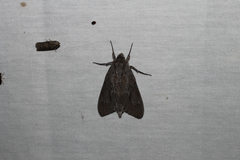 Lapara coniferarum