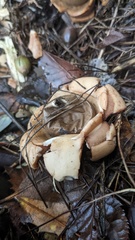 Geastrum triplex