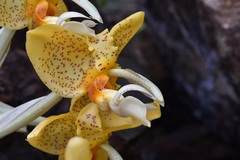 Stanhopea graveolens