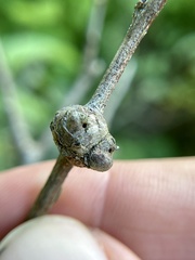 Pachypsylla celtidisgemma